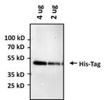 6x-His Tag Antibody in Western Blot (WB)