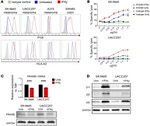 HLA-A2 Antibody in Flow Cytometry (Flow)