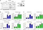 HLA-A2 Antibody in Flow Cytometry (Flow)