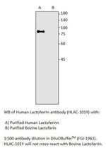 Human Lactoferrin Antibody in Western Blot (WB)