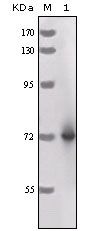 HRP Antibody in Western Blot (WB)