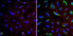 FKBP4 Antibody in Immunocytochemistry (ICC/IF)