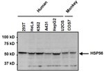 FKBP4 Antibody in Western Blot (WB)