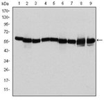 HSP60 Antibody in Western Blot (WB)