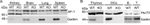 HSP70 Antibody in Western Blot (WB)