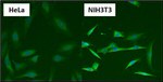 HSP90 beta Antibody in Immunocytochemistry (ICC/IF)