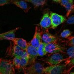 HSP90 beta Antibody in Immunocytochemistry (ICC/IF)