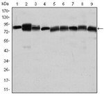 HSP90 beta Antibody in Western Blot (WB)