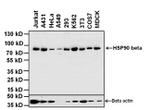 HSP90 beta Antibody in Western Blot (WB)