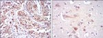 HSP90 beta Antibody in Immunohistochemistry (Paraffin) (IHC (P))