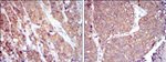 HSP90 beta Antibody in Immunohistochemistry (Paraffin) (IHC (P))