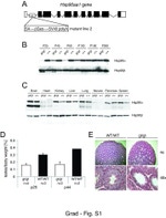 HSP90 alpha Antibody in Western Blot (WB)