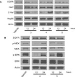 HSP90 alpha Antibody in Western Blot (WB)