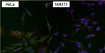 HSPA9 Antibody in Immunocytochemistry (ICC/IF)