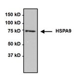 HSPA9 Antibody in Immunoprecipitation (IP)