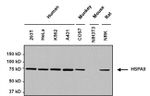 HSPA9 Antibody in Western Blot (WB)