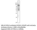 ORP150 Antibody in Western Blot (WB)