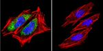 HSP60 Antibody in Immunocytochemistry (ICC/IF)