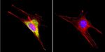 HSP60 Antibody in Immunocytochemistry (ICC/IF)