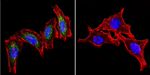 HSP60 Antibody in Immunocytochemistry (ICC/IF)