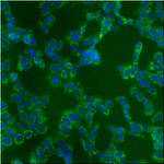 mtHSP70 Antibody in Immunocytochemistry (ICC/IF)