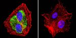 HSP90 beta Antibody in Immunocytochemistry (ICC/IF)