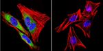 HSP90 beta Antibody in Immunocytochemistry (ICC/IF)