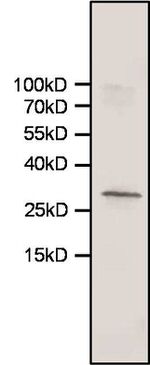 HMOX1 Antibody in Western Blot (WB)