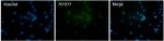 Histone H3 Antibody in Immunocytochemistry (ICC/IF)