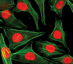 Histone H3 Antibody in Immunocytochemistry (ICC/IF)