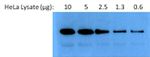 HSP90 alpha Antibody in Western Blot (WB)