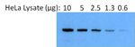 HSP90 alpha Antibody in Western Blot (WB)