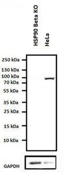 HSP90 beta Antibody