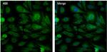 HSP90 beta Antibody in Immunocytochemistry (ICC/IF)