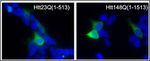 Huntingtin Antibody in Immunocytochemistry (ICC/IF)