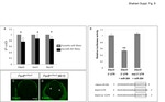 HuC/HuD Antibody in Immunohistochemistry (IHC)