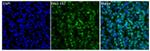 HuR Antibody in Immunocytochemistry (ICC/IF)