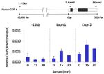 ICAM-1 Antibody in ChIP Assay (ChIP)