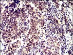 ID2 Antibody in Immunohistochemistry (Paraffin) (IHC (P))