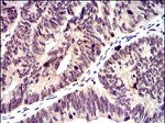 ID2 Antibody in Immunohistochemistry (Paraffin) (IHC (P))