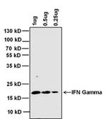 IFN gamma Antibody in Western Blot (WB)