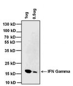 IFN gamma Antibody in Western Blot (WB)