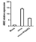 IFNAR2 Antibody