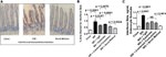 IFN beta Antibody in Immunohistochemistry, ELISA (IHC, ELISA)