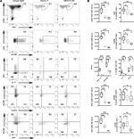 IL-17A Antibody in Flow Cytometry (Flow)