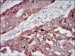 IGF2 Antibody in Immunohistochemistry (Paraffin) (IHC (P))