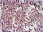 IGF2 Antibody in Immunohistochemistry (Paraffin) (IHC (P))