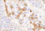 G6PD Antibody in Immunohistochemistry (Paraffin) (IHC (P))