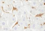 G6PD Antibody in Immunohistochemistry (Paraffin) (IHC (P))