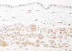 PBEF Antibody in Immunohistochemistry (Paraffin) (IHC (P))